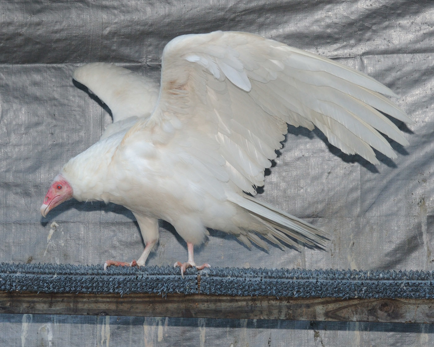 This is an all-white albino turkey vulture sitting in its enclosure at the Delaware Valley Raptor Center. The legs lack pigmentation and the iris of the eyes are blue instead of the normal dark eyes of a turkey vulture. The skin on its head is red but only due to the abundance of capillaries just under the skin. (This bird is a juvenile, and the skin is normally dark gray.)